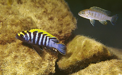 Cynotilapia zebroides 'Nkhungu Reef'
